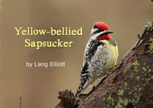 Yellow-bellied Sapsucker - Featured Image 1200 X 852 © Lang Elliott