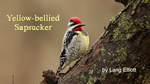 Yellow-bellied Sapsucker - featured image © Lang Elliott
