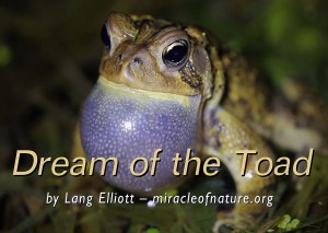 American Toad - Featured Image 1200 X 852 © Lang Elliott