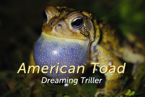 American Toad - featured image © Lang Elliott