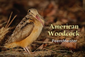 American Woodcock - featured image 1350X900 © Lang Elliott