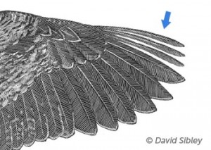 American Woodcock - narrow wing feathers © David Sibley