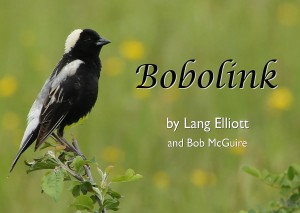 Bobolink - featured image © Lang Elliott