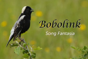 Bobolink - featured image © Lang Elliott