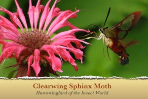 Clearwing Sphinx Moth - featured image