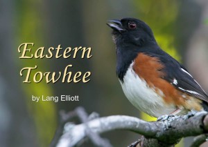 Eastern Towhee - featured image © Lang Elliott