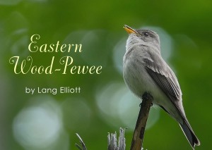 Eastern Wood-Pewee - Featured Image 1200 X 852 © Lang Elliott