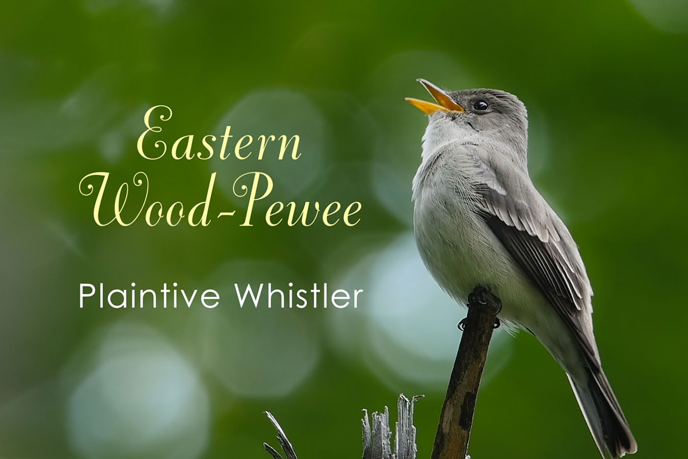 Eastern Wood-Pewee - featured image © Lang Elliott