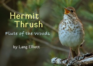 Hermit Thrush Featured Image 1200 X 852 © Lang Elliott