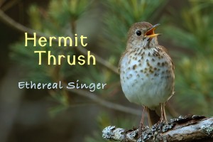 Hermit Thrush - featured image © Lang Elliott