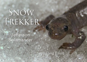 Jefferson Salamander - featured image © Lang Elliott