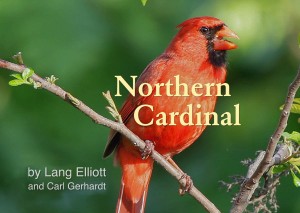 Northern Cardinal - featured image 1200X852 © Lang Elliott