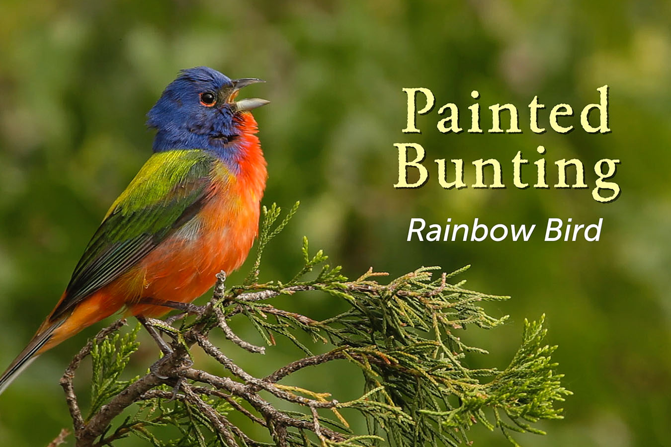 Painted Bunting - featured image © Lang Elliott
