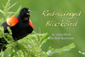 Red-winged Blackbird - featured image