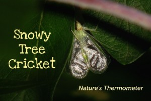 Snowy Tree Cricket - featured image © Lang Elliott