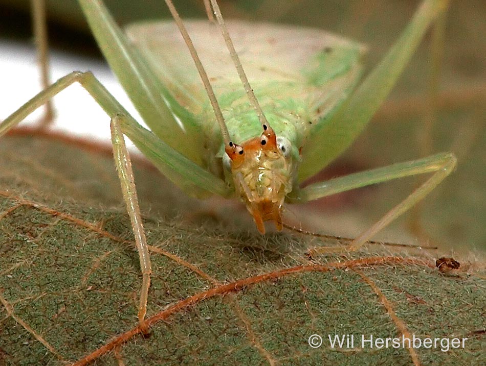 Snowy Tree Cricket - head-on view © Wil Hershberger