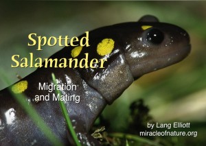 Spotted Salamander - featured image 1200X852 © Lang Elliott