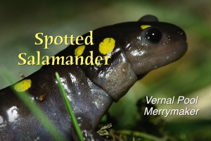 Spotted Salamander - featured image © Lang Elliott