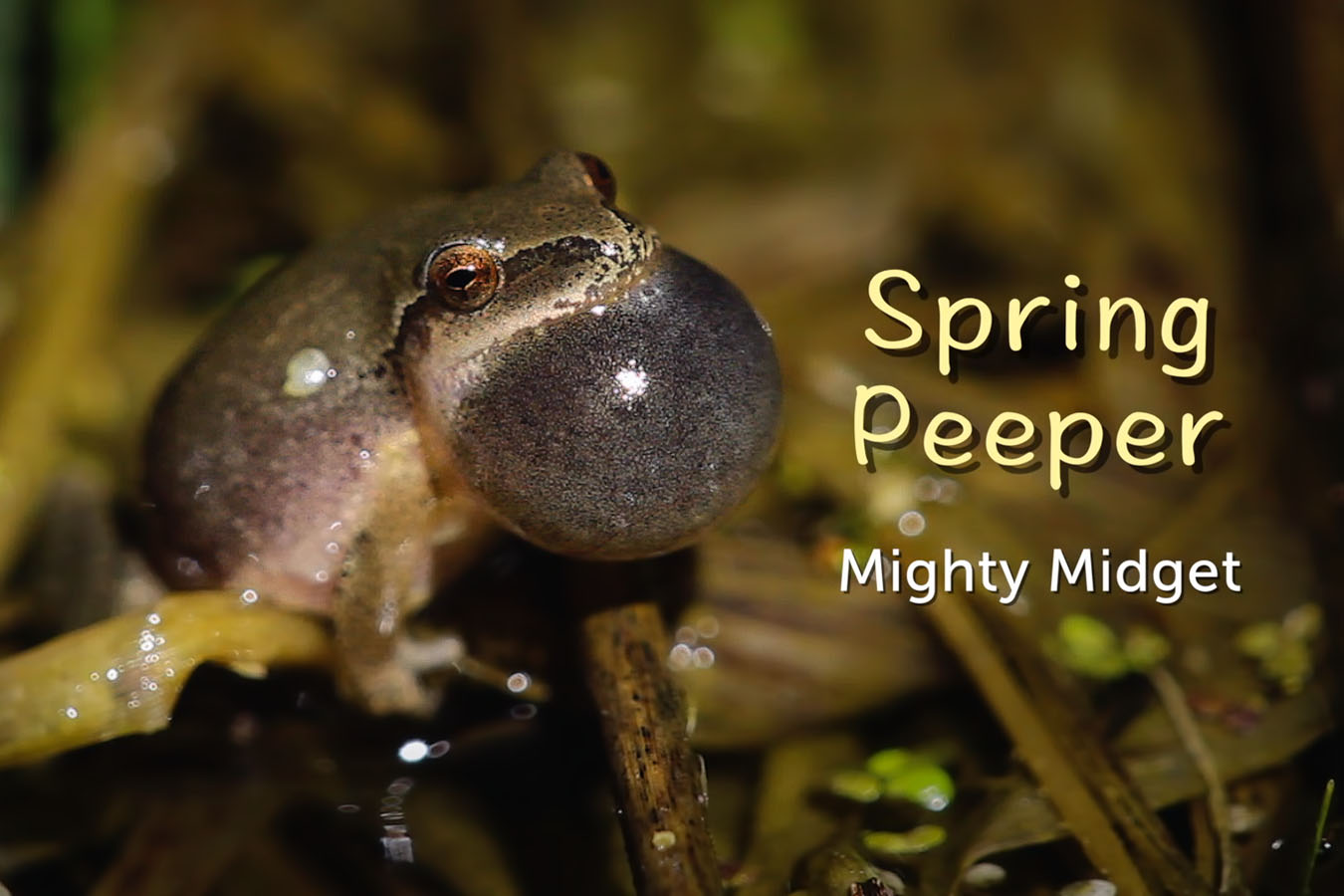 Spring Peeper - featured image © Lang Elliott