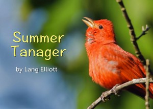 Summer Tanager - featured image © Lang Elliott