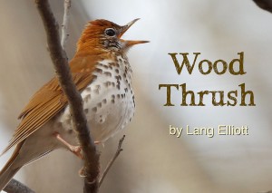 Wood Thrush -featured image © Lang Elliott