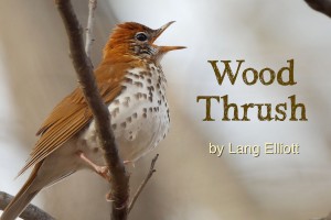 Wood Thrush - featured image