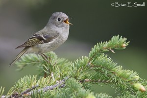 Ruby-crowned-Kinglet by Brian Small