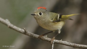 Ruby-crowned Kinglet © Brian Small