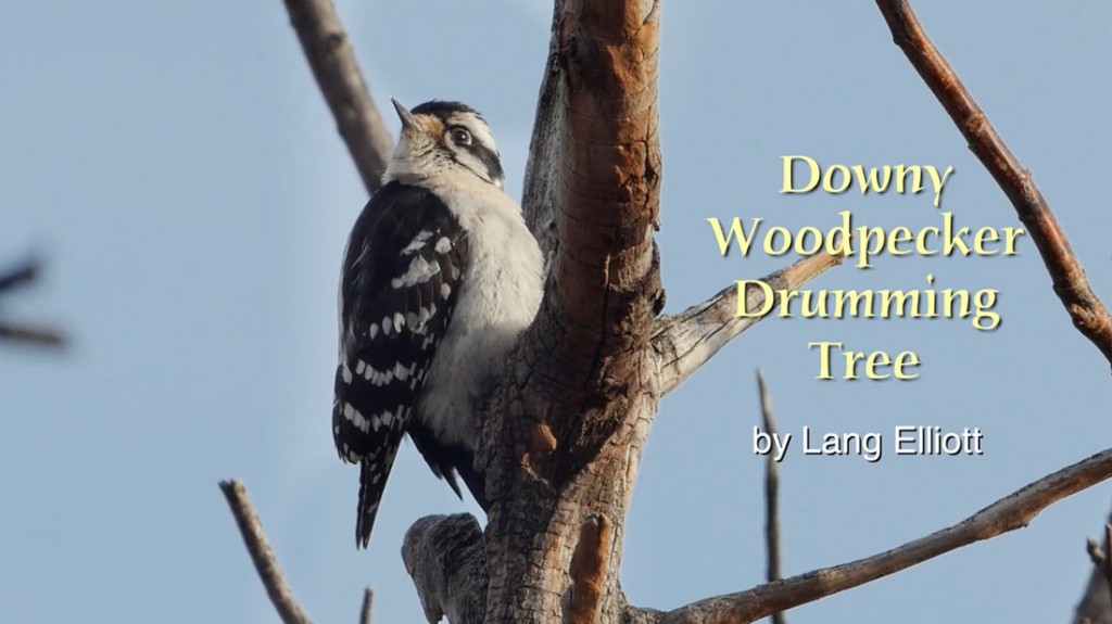 Downy Woodpecker – Featured Image © Lang Elliott