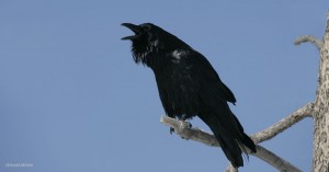 Common Raven - calling (from Dreamstime)