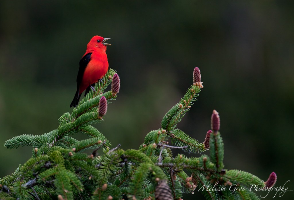 Scarlet Tanager © Melissa Groo