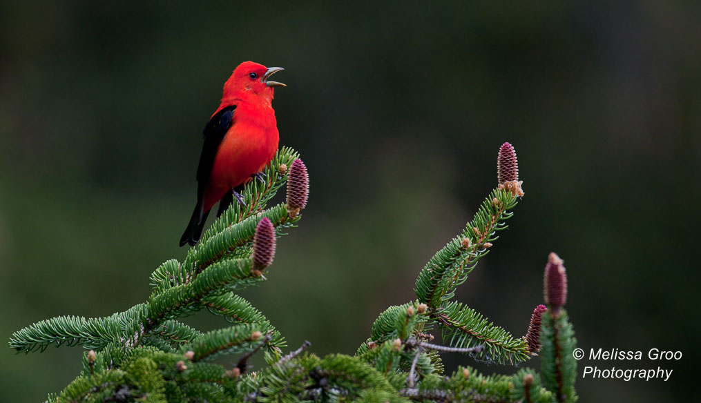 Tanager Proclamation - featured image by Melissa Groo