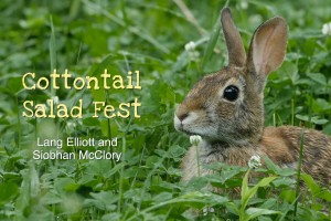 Cottontail Salad Fest featured image © Lang Elliott