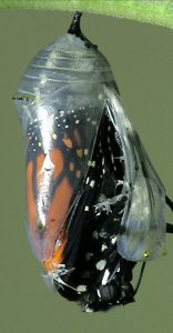 Monarch chrysalis by Lang Elliott